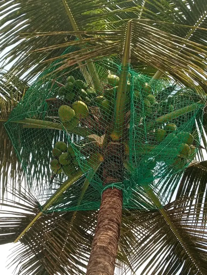 Coconut Tree Safety Nets